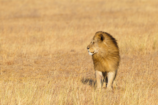 Lion Male 