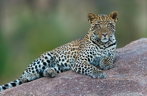 Portrait of a leopard. Macro shot of the leopard posing for the camera. Stock photo.