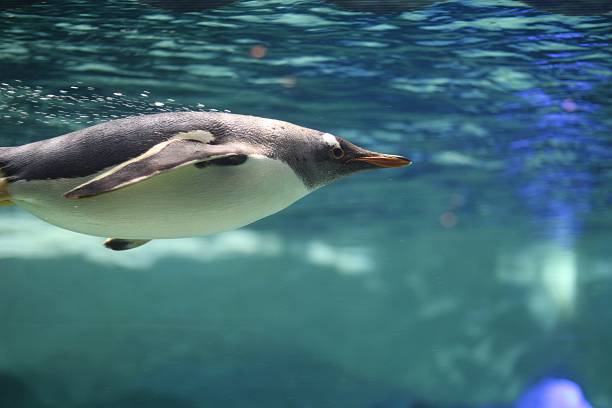 istock Penguin swimming in an aquarium 621360242