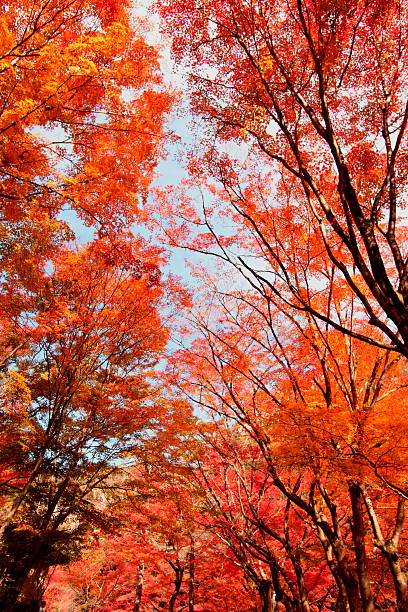 istock Autumn leaves in Japan 621360352
