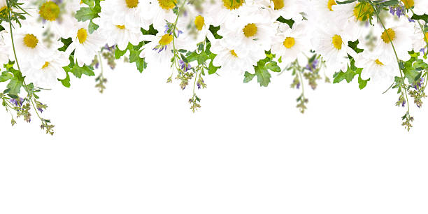 Floral background stock photo