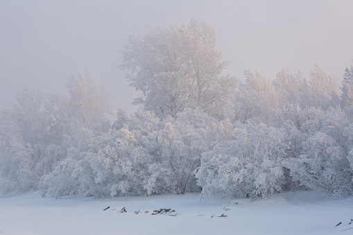 Fantastic winter landscape. Frozen trees in forest. Beauty world