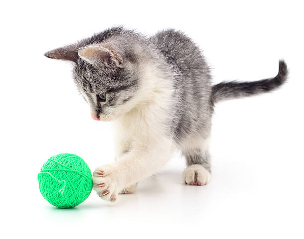 istock Kitten with ball of yarn. 621361834