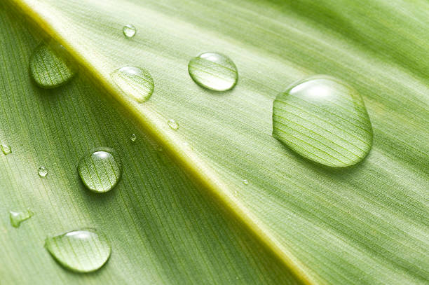 istock Close-up of water droplets attached to the leaf 621361976