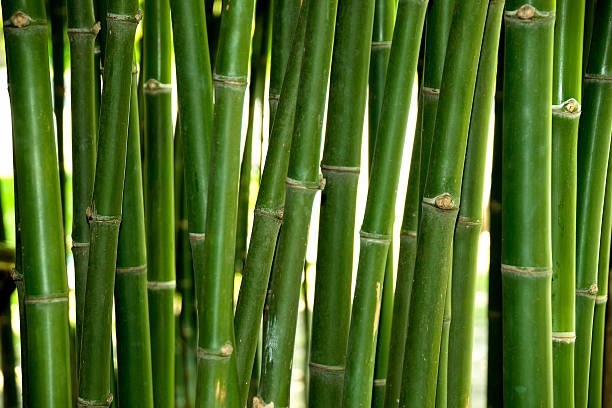 istock Close up Green Bamboo trunk in forest 621362132