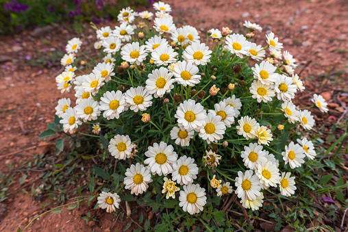 Plant with daisy flowers.
