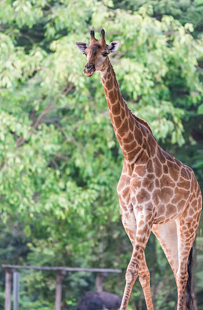 istock Portrait of giraffe on blurred background 621364252