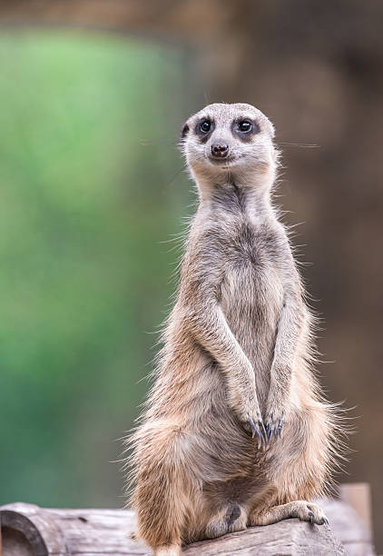 istock Meerkat sitting on a log. blurred background 621365076