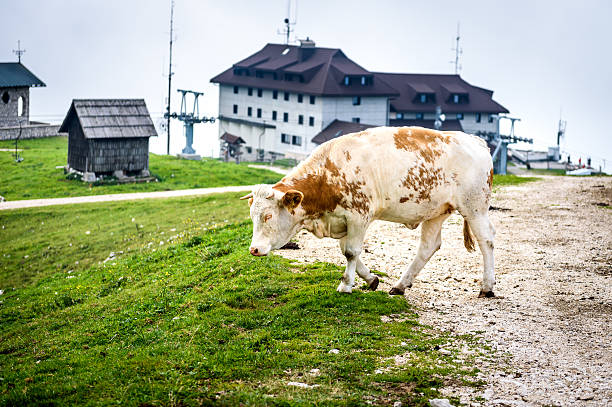 istock Free range cattle cow on high mountain green pasture. 621365160