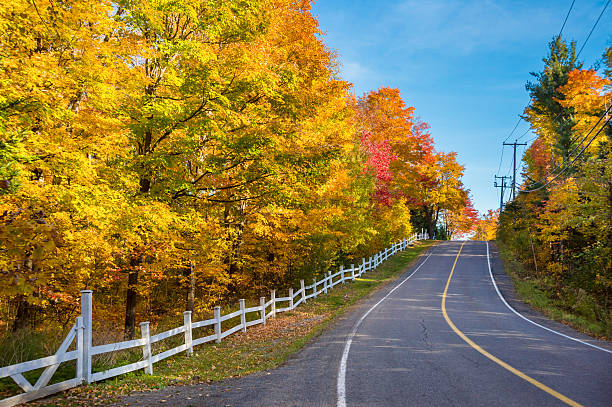 istock Trees in autumn colors 621365414