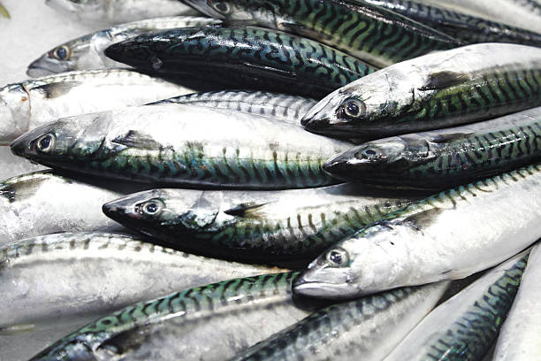 istock Fresh mackerel on the market 621365594