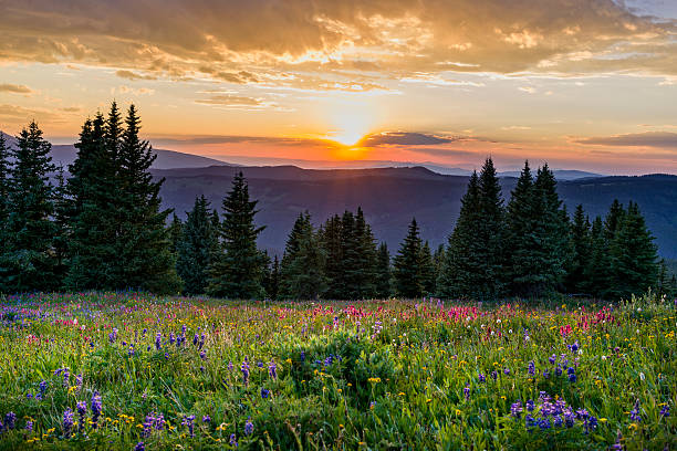 istock Wildflowers in Mountain Meadow at Sunset 621365612