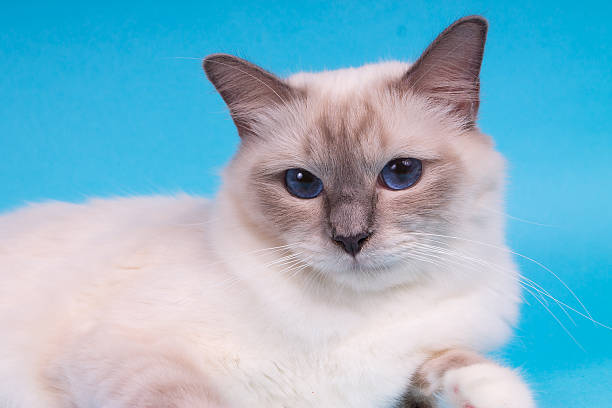 istock Sacred Birman kitten in the studio, purebred kittens isolated background 621366236