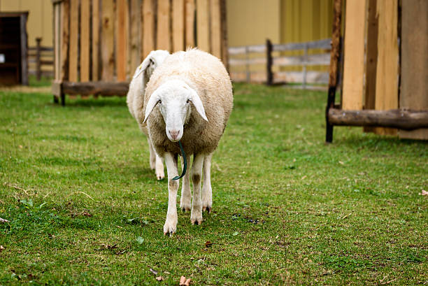istock Two Sheep in a small city petting ZOO. 621366840