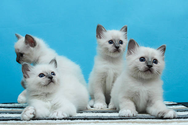 istock Sacred Birman kitten in the studio, purebred kittens isolated background 621367286