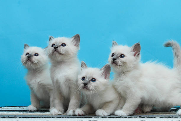 istock Sacred Birman kitten in the studio, purebred kittens isolated background 621367318