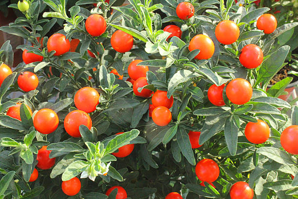 istock solanum plant in the garden 621368878