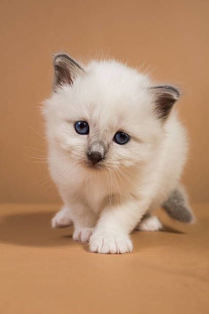 istock Sacred Birman kitten in the studio, purebred kittens isolated background 621369028