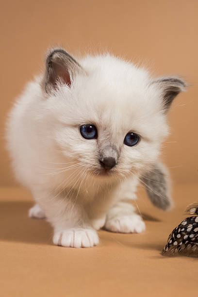 istock Sacred Birman kitten in the studio, purebred kittens isolated background 621369080