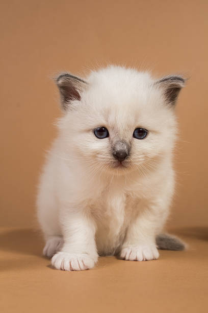 istock Sacred Birman kitten in the studio, purebred kittens isolated background 621369348