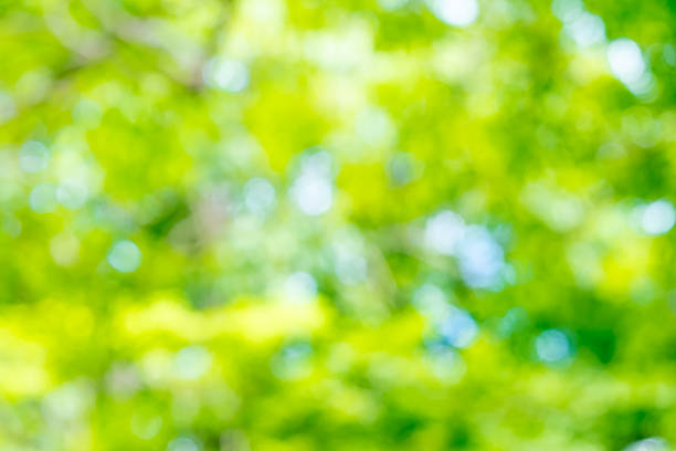 istock Blurred background, Tree Abstract Green bokeh light ,Nature conc 621369580
