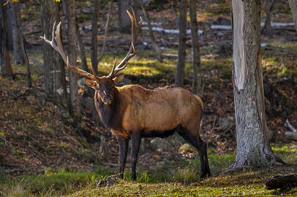 Wapiti on a nice autumn day in Quebec, Canada. Wapiti searching for a female on a nice autumn day in Quebec, Canada. bugling photos stock pictures, royalty-free photos & images