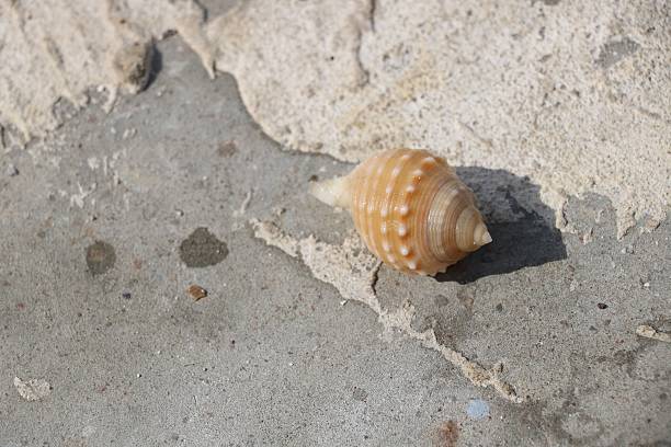 istock Beautiful seeshell wonder of nature 621370138