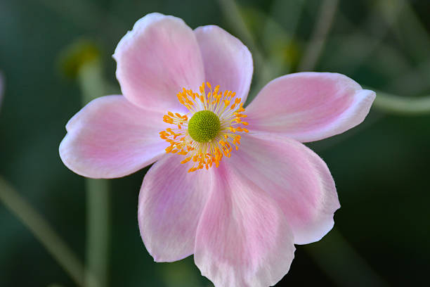 istock Pink japanese anemone flower 621371596