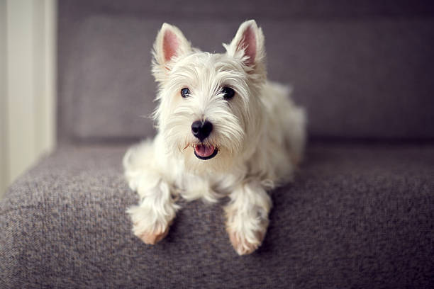 istock Puppy Westie sitting on a coach 621371600