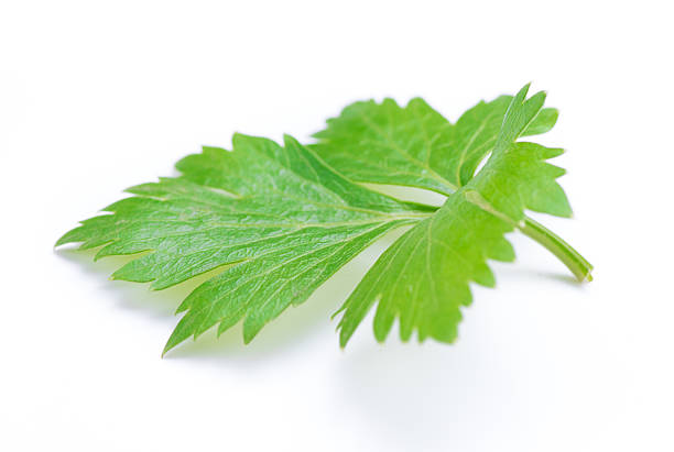 istock Celery or parsley leaf isolated on white background. 621371786
