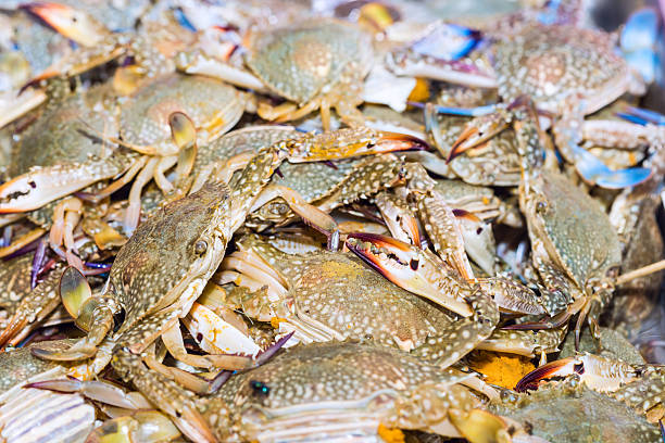 istock Fresh blue crabs on ice exposition at the seafood market 621372476
