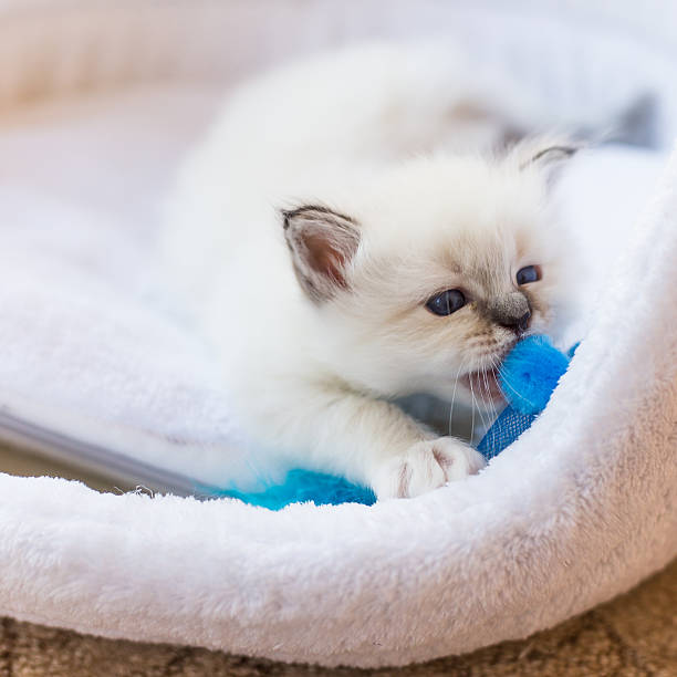 istock Sacred Birman kitten in the studio, purebred kittens isolated background 621372502
