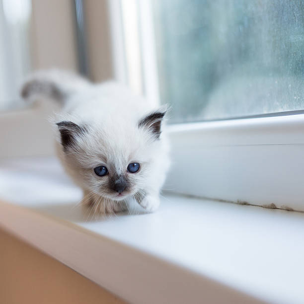 istock Sacred Birman kitten in the studio, purebred kittens isolated background 621372922