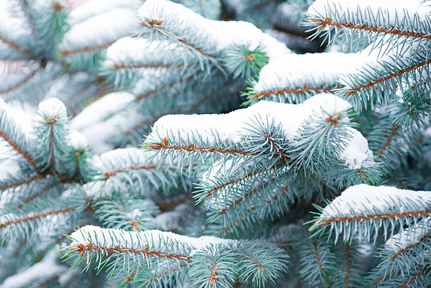 istock Snow. Winter. Fir branches. Christmas new year background. 621373084