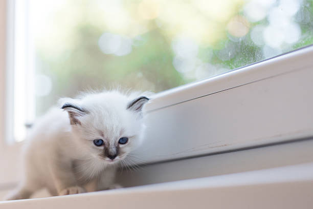 istock Sacred Birman kitten in the studio, purebred kittens isolated background 621373100