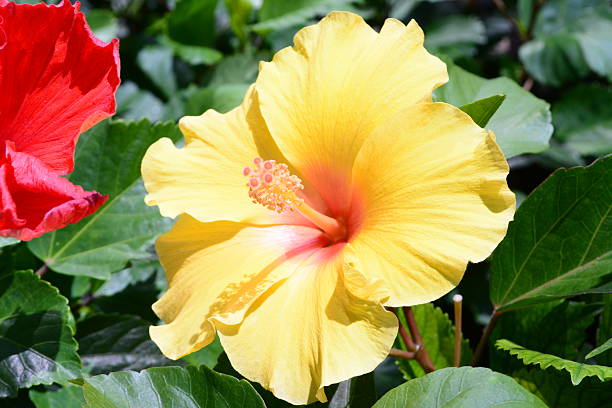 istock beautiful yellow hibiscus 621373238