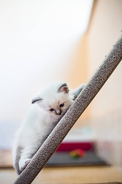 istock Sacred Birman kitten in the studio, purebred kittens isolated background 621373300