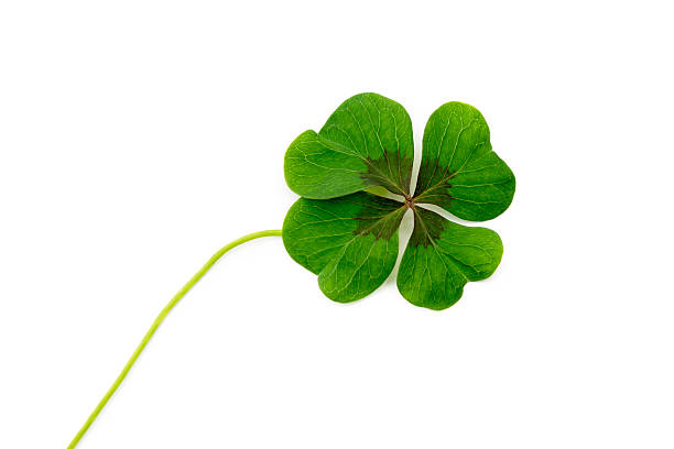 istock Lucky clover - happiness for all 621373306