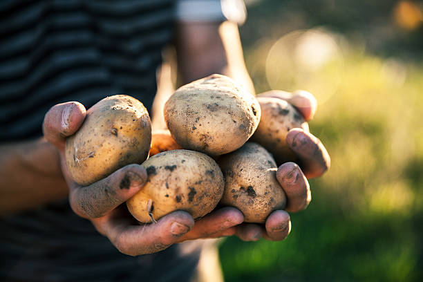 istock Potatoes grown in his garden. Farmer holding vegetables 621373334