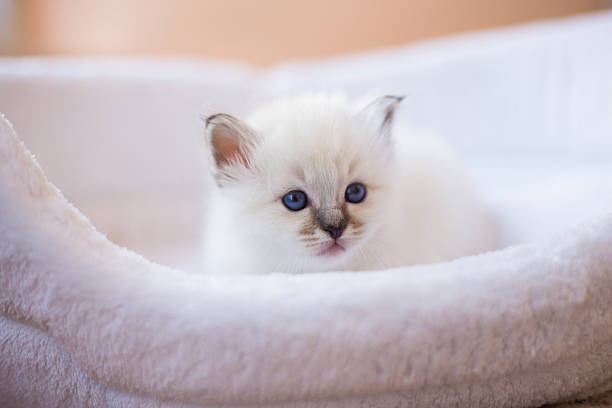 istock Sacred Birman kitten in the studio, purebred kittens isolated background 621373544