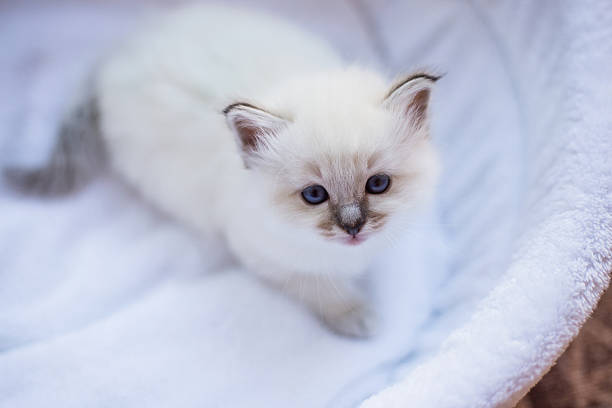 istock Sacred Birman kitten in the studio, purebred kittens isolated background 621373570