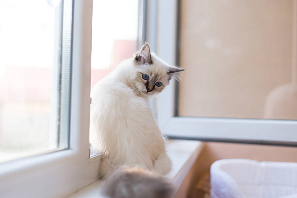 istock Sacred Birman kitten in the studio, purebred kittens isolated background 621374382