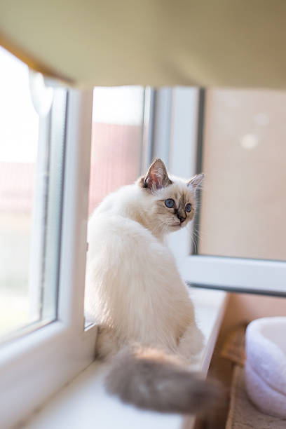 istock Sacred Birman kitten in the studio, purebred kittens isolated background 621374422