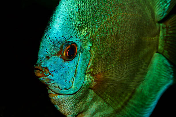istock Nice portrait of blue discus fish on a black background 621374924