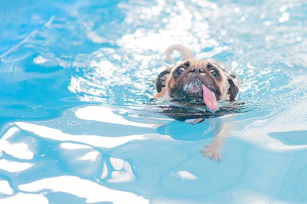 lindo perro pug nadar en una piscina pública local - wading fotografías e imágenes de stock