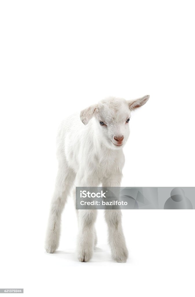 goat goat kid ( 7 day ) isolated on white, studio shot  Lamb - Animal Stock Photo