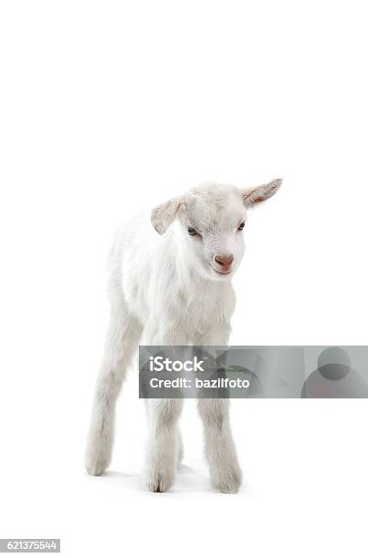 Goat Stock Photo - Download Image Now - Lamb - Animal, White Background, Small