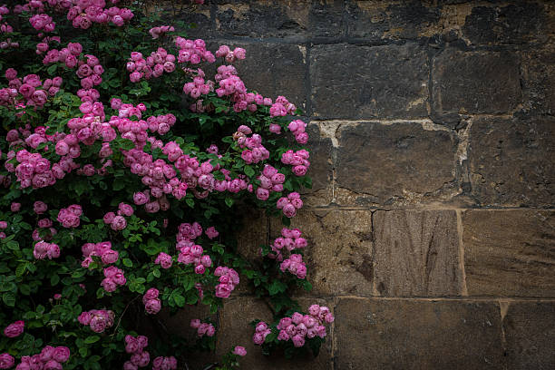 The branches of rosebush against a stone wall .