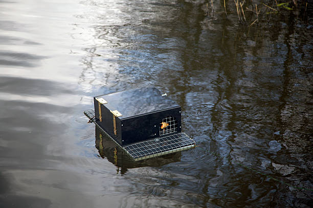 Cage to trap Muskrats Ondatra zibethicus ondatra zibethicus stock pictures, royalty-free photos & images