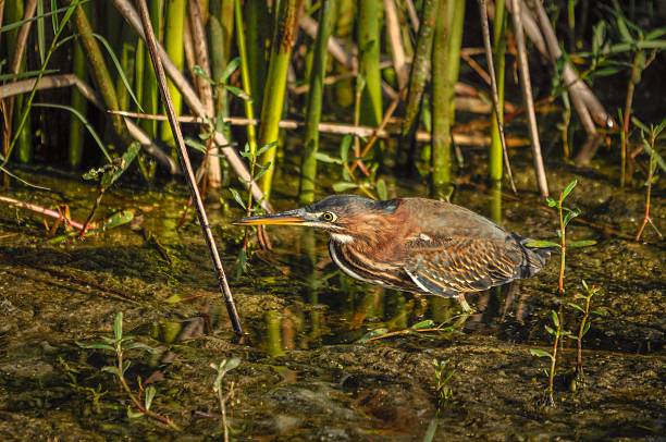 istock Juvenile green heron on the move. 621376694